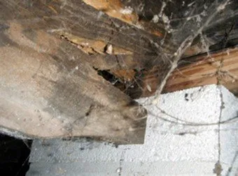 CRAWL SPACE